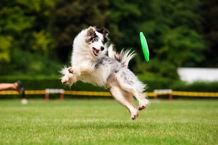 Image of dog jumping and catching a frisbee at the park.