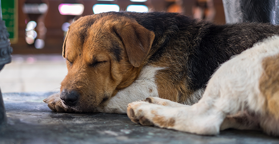 Image of an old dog sleeping outside.