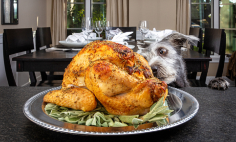 Dog staring at Thanksgiving turkey