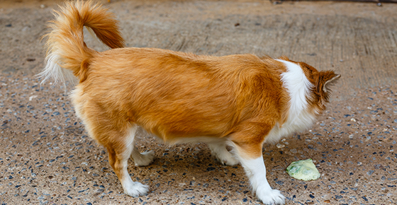 Mayerthorpe Veterinary Services - Veterinarian in Mayerthorpe