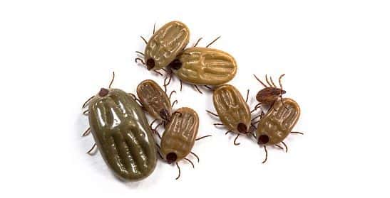 Image of ticks.