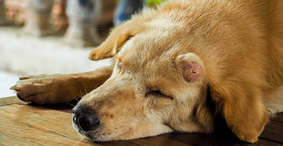 Image of an old dog with a tumor. 