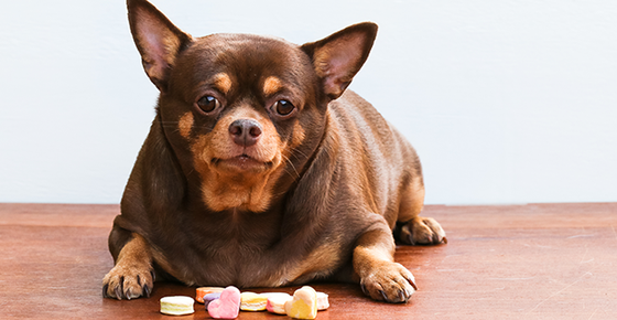 Diabetes store in puppies