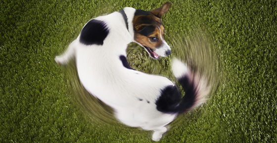 Image of a dog chasing its tail. 
