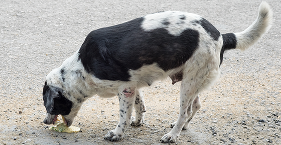 Image of a dog throwing up.