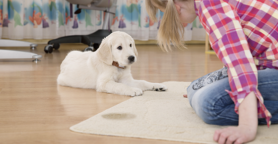 Image of a puppy who had accident on the carpet. 