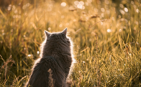 Cat enjoying field at sunset.