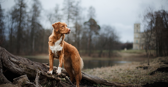 Image of a dog in the wilderness. 