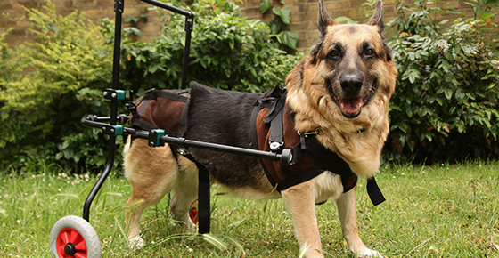 Image of a dog in a wheelchair. 