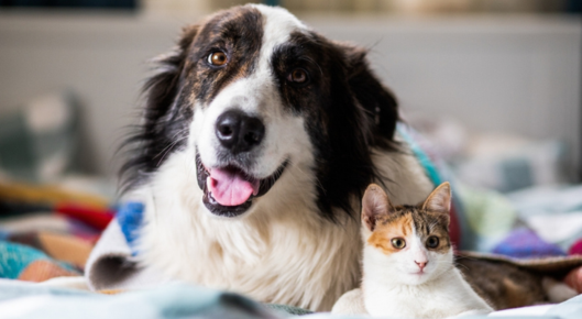 Dog and cat cuddle together on a blanket.