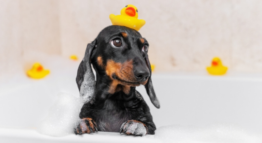 Puppy in a bubble bath with a rubber duck on his head.