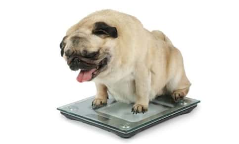 Overweight dog sitting on a scale