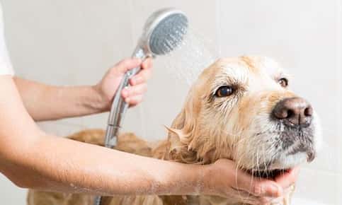 Dog receiving a bath