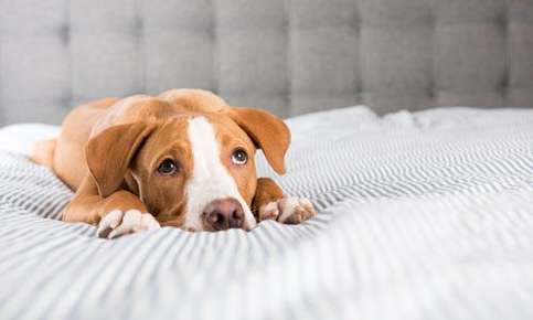 what is the difference between vomiting and regurgitation in dogs