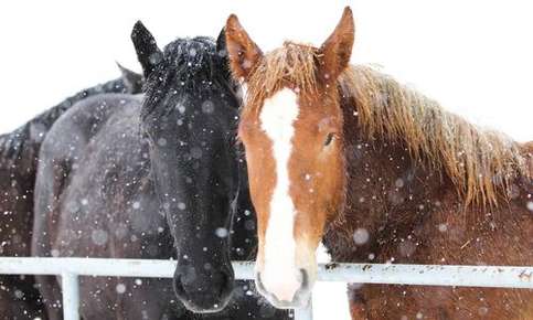 Horses in the snow