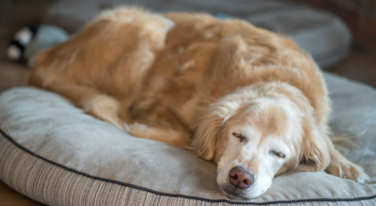 Old dog naps on a comfy bed.