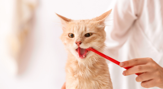 Pink cat has his teeth brushed.