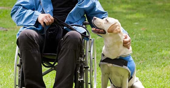 Image of an assistance dog and man in wheel chair. 