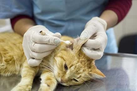 Image of veterinarian cleaning a cat's ears.
