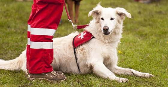 Image of a rescue dog. 