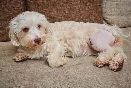 Image of dog with hind leg shaved.