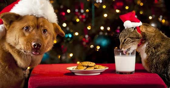 Image of a dog and cat dressed for the holidays. 