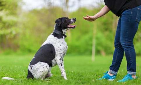 Mayerthorpe Veterinary Services - Veterinarian in Mayerthorpe