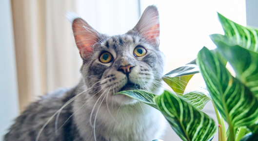 Cat caught eating house plants.