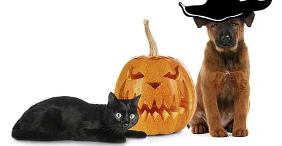 Image of pets dressed up for Halloween. 