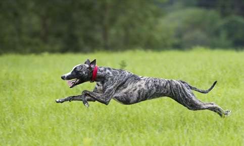 greyhound