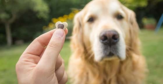 Image of a dog getting a treat. 
