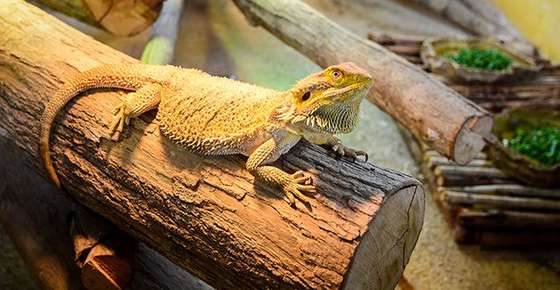 Image of a lizard in a tank. 