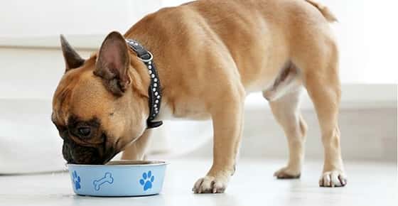 Image of a French bulldog eating. 