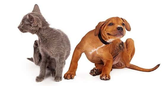 Image of a dog and cat scratching. 