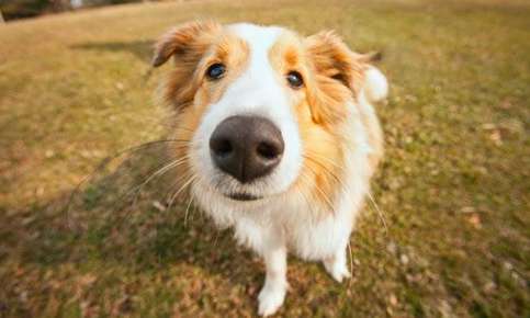 image of a closeup of a dog's nose