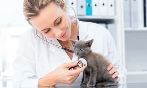 Kitten receiving an exam by a veterinarian