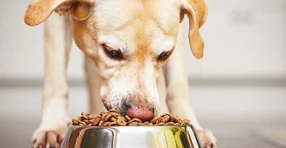 Image of a dog eating. 