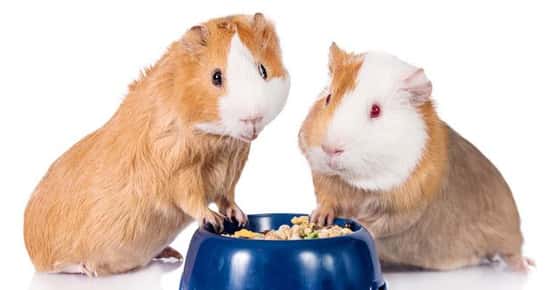 Image of two guinea pigs. 