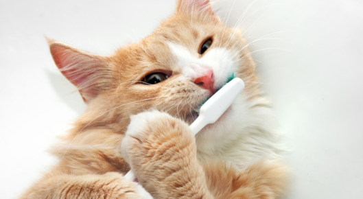 Cat fights gingivitis