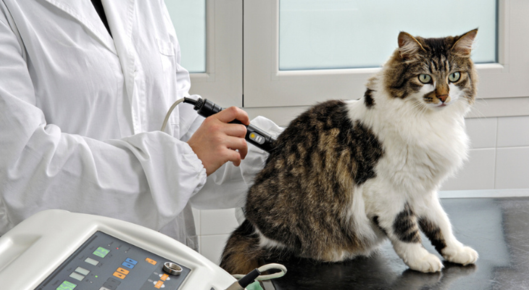 Cat receives laser therapy.