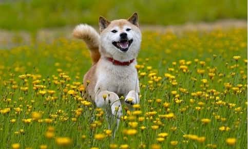 Dog happily running through flower field