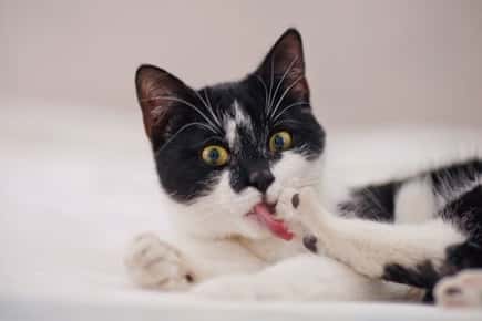 Image of a cat licking itself. 