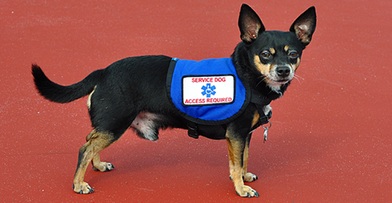Dog wearing a service animal vest. 