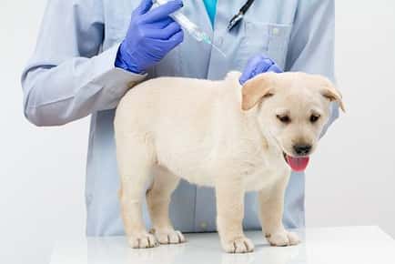 Image of a veterinarian giving a puppy a shot.