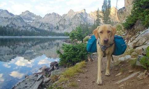 Dog backpack clearance canada