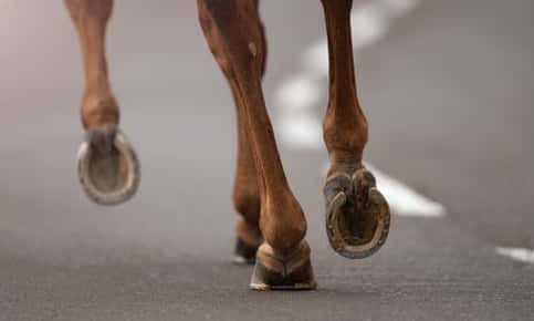 Do Horseshoes Affect the Foot Skeleton?