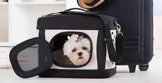 White dog in a carrier next to luggage. 