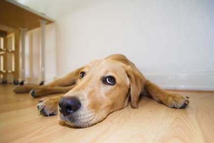 Yellow lab looking anxious. 