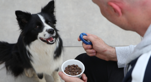 Man clicker training his dog.