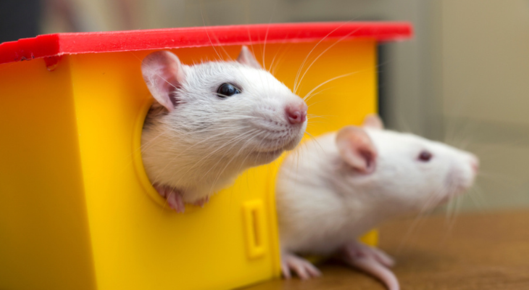 Adorable pet rats live in their tiny house